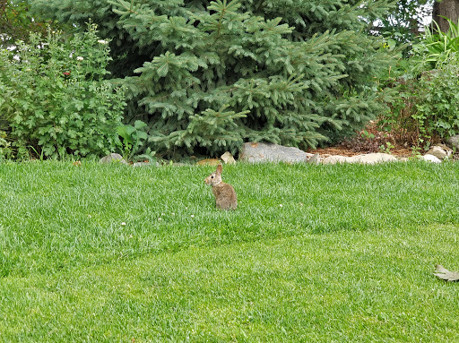 Golf Course «Birnamwood Golf Course», reviews and photos, 12424 Parkwood Dr, Burnsville, MN 55337, USA