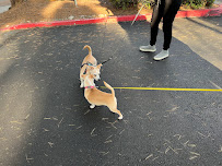 Pets Mobile - Photo 3 - Car repair in , San Diego