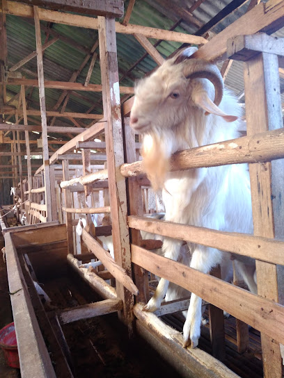Susu Kambing Murni Palalangon Farm