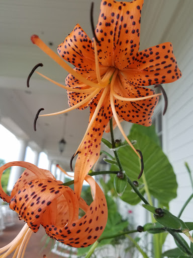 Toy Store «Babyland General Hospital», reviews and photos, 300 NOK Dr, Cleveland, GA 30528, USA