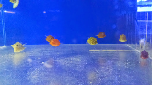 Tropical Fish Store «Aquatic Vision», reviews and photos, 6028 Pine Hill Rd, Port Richey, FL 34668, USA