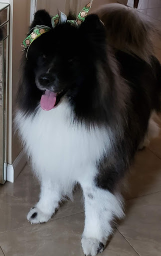 Pet Supply Store «Centinela Feed & Pet Supplies», reviews and photos, 4700 Pacific Coast Hwy, Long Beach, CA 90804, USA