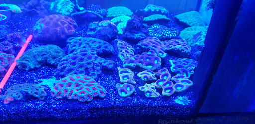 Aquarium «Nemos Aquarium», reviews and photos, 4051 Stone Mountain Hwy, Snellville, GA 30039, USA