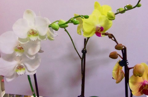 Florist «Petals & Paws», reviews and photos, 465 Albany Turnpike, Canton, CT 06019, USA