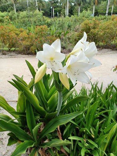 Nature Preserve «Woodmont Natural Area», reviews and photos, 7250 NW 80th Pl, Pompano Beach, FL 33321, USA