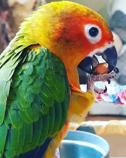 Bird Shop «Parrot & Bird Emporium Inc», reviews and photos, 360 N Westfield St, Feeding Hills, MA 01030, USA