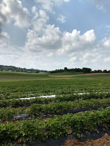 Florist «Drying Shed», reviews and photos, 1587 Newcomer Rd, Chambersburg, PA 17202, USA