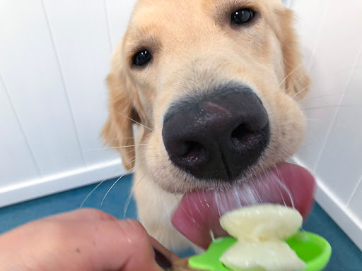 24 Hour Dog Daycare image