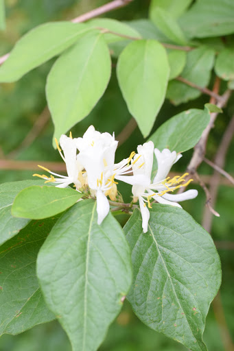 Nature Preserve «Hidden Oaks Conservation Area», reviews and photos, 419 Trout Farm Rd, Bolingbrook, IL 60440, USA
