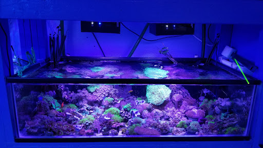 Aquarium «Deep Blue Aquarium», reviews and photos, 5611 Willowcrest Ave, North Hollywood, CA 91601, USA