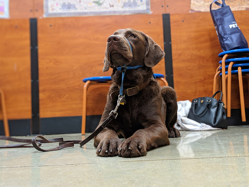 Pet Supply Store «PetSmart», reviews and photos, 160 Washington St #701, Rochester, NH 03839, USA