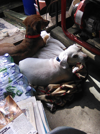 Pet Supply Store «Pet Supermarket, Inc.», reviews and photos, 244 Tunnel Rd, Asheville, NC 28805, USA