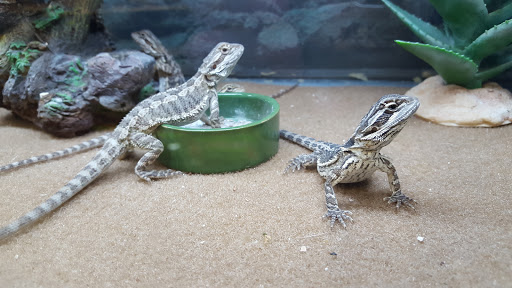 Pet Supply Store «Petco Animal Supplies», reviews and photos, 11 Cornerstone Square #200, Westford, MA 01886, USA