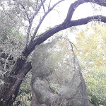 Photo n° 2 de l'avis de Agnès.e fait le 20/10/2021 à 15:55 pour Arboretum de la Martinière à Veigné