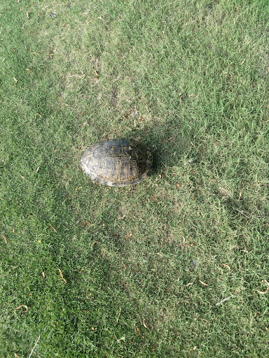 Golf Course «The Golf Club at Star Ranch», reviews and photos, 2500 Farm to Market 685, Hutto, TX 78634, USA