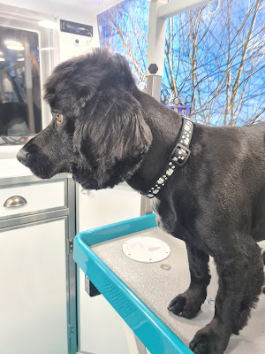 Bespoke pet grooming ltd