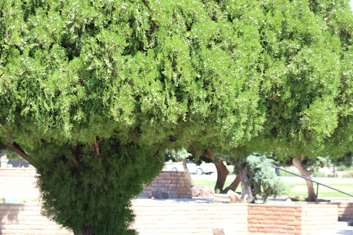 Park «Lewis Kingman Park», reviews and photos, 2201 E Andy Devine Ave, Kingman, AZ 86401, USA