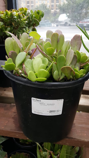 Hardware Store «Orchard Supply Hardware», reviews and photos, 2245 Gellert Blvd, South San Francisco, CA 94080, USA