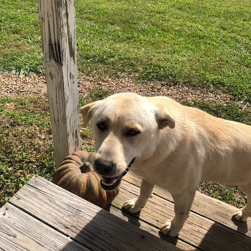 Pet Store «Petland», reviews and photos, 1600 Turner McCall Blvd, Rome, GA 30161, USA