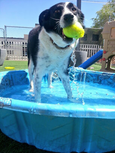 Kennel «Old Farm Pet Resort», reviews and photos, 3968 S 200 E, Salt Lake City, UT 84107, USA