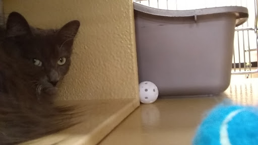 Pet Supply Store «PetSmart», reviews and photos, 156 Old Little Britain Rd, Newburgh, NY 12550, USA