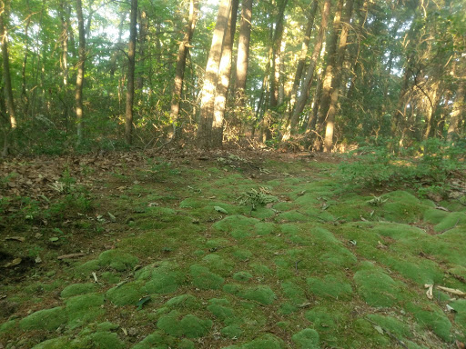 Nature Preserve «Edwin and Gertrude Grace Nature Preserve», reviews and photos, 24 Westbrook Ct, Greenlawn, NY 11740, USA