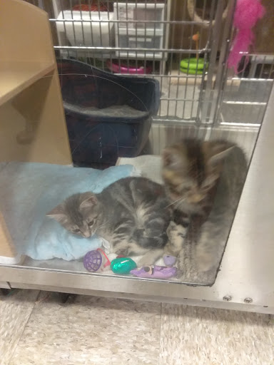 Pet Supply Store «Petco Animal Supplies», reviews and photos, 2722 N Josey Ln #107, Carrollton, TX 75007, USA