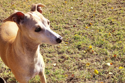 puppy love grooming mesa az