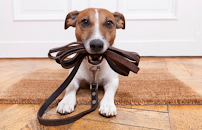 Dog Walker Houston - Photo 8 - Car repair in , Pasadena