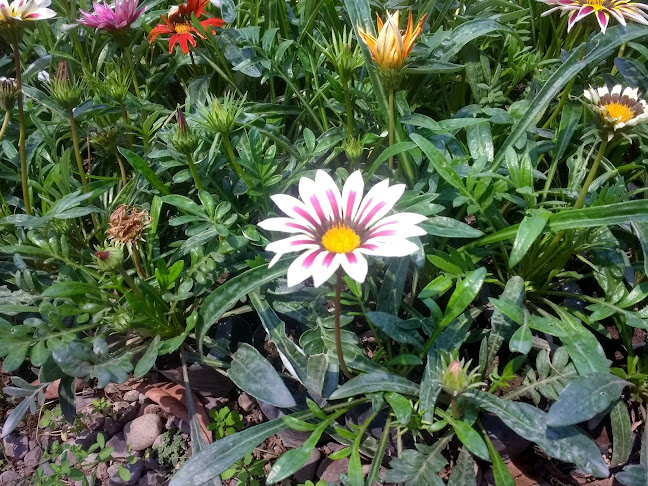 Jardín Pauchard - Centro de jardinería