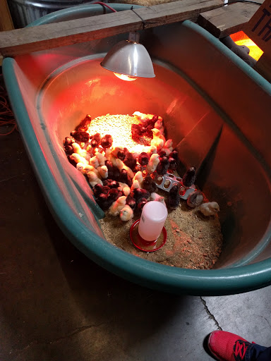 Pet Supply Store «Western Feed & Pet Supply», reviews and photos, 5935 Don Way, Carmichael, CA 95608, USA