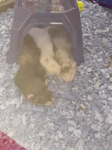 Pet Supply Store «Petco Animal Supplies», reviews and photos, 1209 New Brunswick Ave, Phillipsburg, NJ 08865, USA