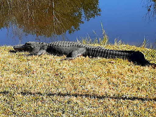 Golf Course «Pennbrooke Fairways», reviews and photos, 32900 Countryside Blvd, Leesburg, FL 34748, USA