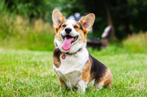 McGee Street Animal Hospital image