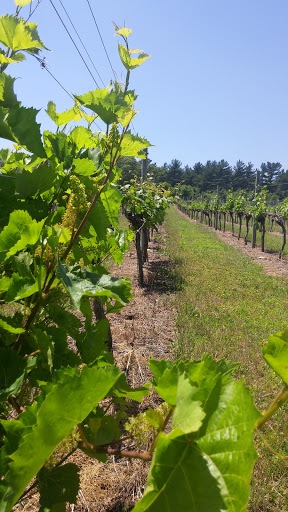 Winery «Running Brook Vineyard & Winery», reviews and photos, 335 Old Fall River Rd, North Dartmouth, MA 02747, USA