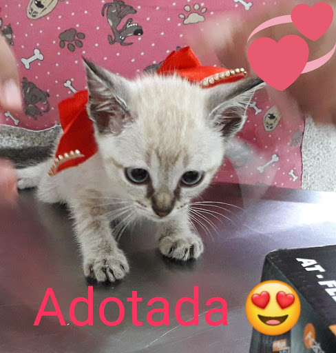 AnimaVet Veterinário Preventivo em São Paulo - SP