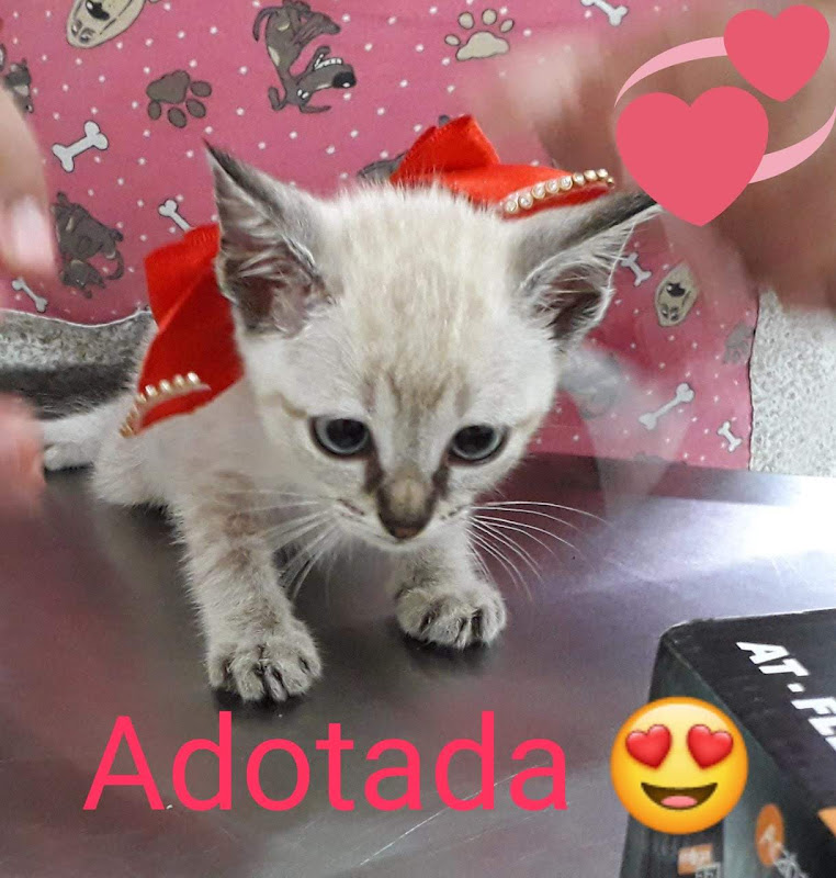 AnimaVet Veterinário Preventivo — O profissional veterinário em São Paulo, SP