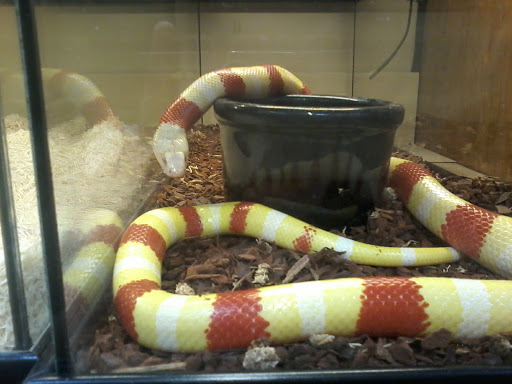 Pet Store «Lost Realms Pets», reviews and photos, 8059 N Cedar Ave, Fresno, CA 93720, USA