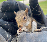 Critter Control - Photo 3 - Car repair in , Montgomery