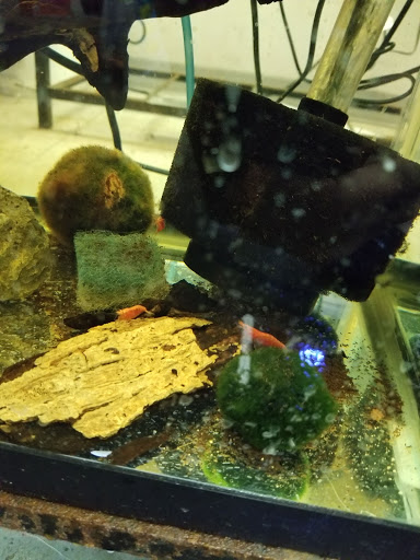 Tropical Fish Store «Reef Life Aquariums», reviews and photos, 5511 US-280 #310, Birmingham, AL 35242, USA