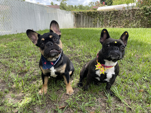 Pet Groomer «Furry Tails Pet Grooming», reviews and photos, 865 Cypress Pkwy, Poinciana, FL 34759, USA