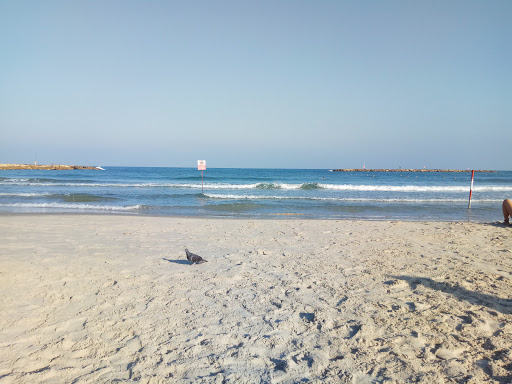 Surf camps in Tel Aviv