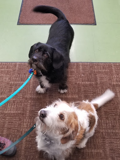 Pet Supply Store «Animal Krackers Inc», reviews and photos, 232 Main St, Gloucester, MA 01930, USA