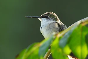 Henderson Hummingbird Garden image