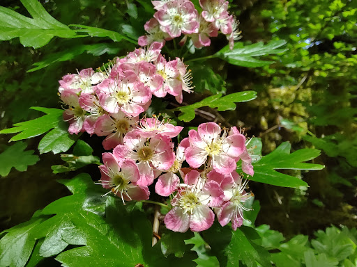 Park «Noble Woods Park», reviews and photos, 475 SE Century Blvd, Hillsboro, OR 97123, USA