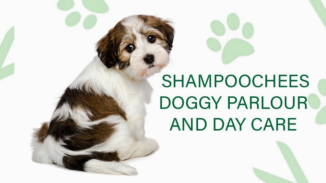 Shampoochees Doggy Parlour, Hotel and Day Care