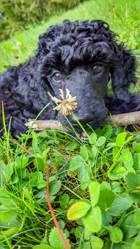 Animal Feed Store «West Lebanon Feed & Supply», reviews and photos, 12 Railroad Ave, West Lebanon, NH 03784, USA