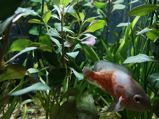 Pet Store «Fins Feathers Paws & Claws», reviews and photos, 436 Main St, Harleysville, PA 19438, USA