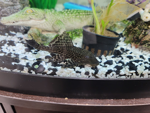 Tikis Tropical Fish image