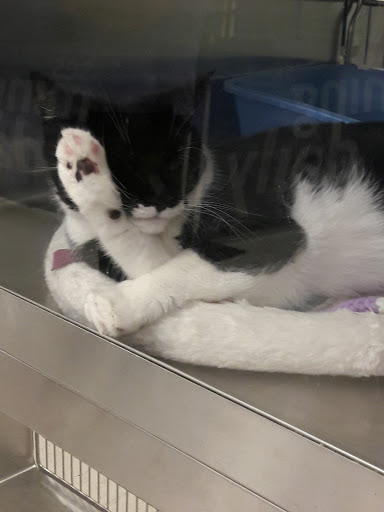 Pet Supply Store «PetSmart», reviews and photos, 10 Traders Way, Salem, MA 01970, USA